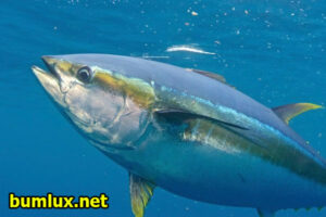 Fakta Menarik Ikan Tuna